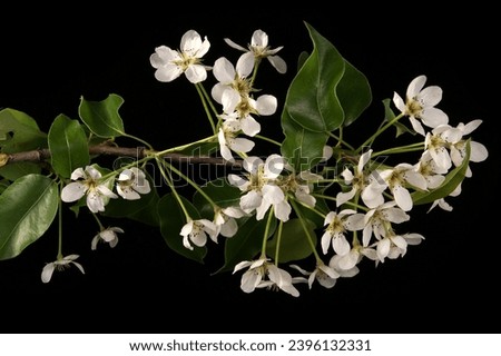 Branch with cherry flowers and blossoms, isolated on black