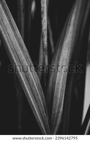 If you look at the leaves of plants in the environment from a different angle, you can identify different patterns.  This is a series of black and white abstract photos