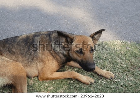 Stray dog closeup brown and black colour