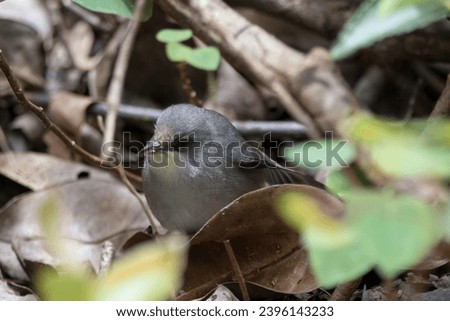 Mauritius Grey White-Eye (Zosterops mauritianus) in dense forest in Black River National Park in southern Mauritius, in Indian Ocean. Royalty-Free Stock Photo #2396143233