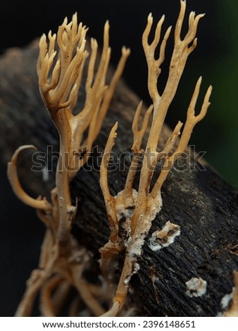 Macro Photography of Ramaria Stricta. Ramaria stricta, commonly known as the strict-branch coral is a coral fungus of the genus Ramaria. Royalty-Free Stock Photo #2396148651