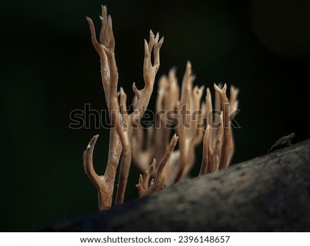 Macro Photography of Ramaria Stricta. Ramaria stricta, commonly known as the strict-branch coral is a coral fungus of the genus Ramaria. Royalty-Free Stock Photo #2396148657