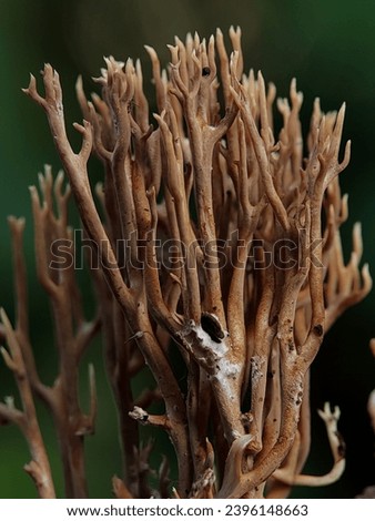 Macro Photography of Ramaria Stricta. Ramaria stricta, commonly known as the strict-branch coral is a coral fungus of the genus Ramaria. Royalty-Free Stock Photo #2396148663