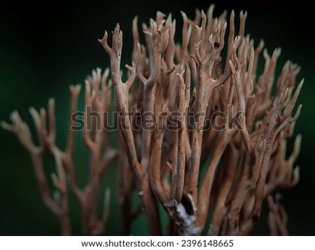 Macro Photography of Ramaria Stricta. Ramaria stricta, commonly known as the strict-branch coral is a coral fungus of the genus Ramaria. Royalty-Free Stock Photo #2396148665