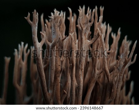 Macro Photography of Ramaria Stricta. Ramaria stricta, commonly known as the strict-branch coral is a coral fungus of the genus Ramaria. Royalty-Free Stock Photo #2396148667