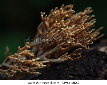 Macro Photography of Ramaria Stricta. Ramaria stricta, commonly known as the strict-branch coral is a coral fungus of the genus Ramaria. Royalty-Free Stock Photo #2396148669