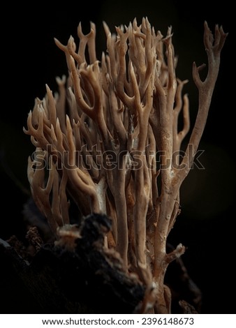 Macro Photography of Ramaria Stricta. Ramaria stricta, commonly known as the strict-branch coral is a coral fungus of the genus Ramaria. Royalty-Free Stock Photo #2396148673