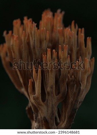 Macro Photography of Ramaria Stricta. Ramaria stricta, commonly known as the strict-branch coral is a coral fungus of the genus Ramaria. Royalty-Free Stock Photo #2396148681