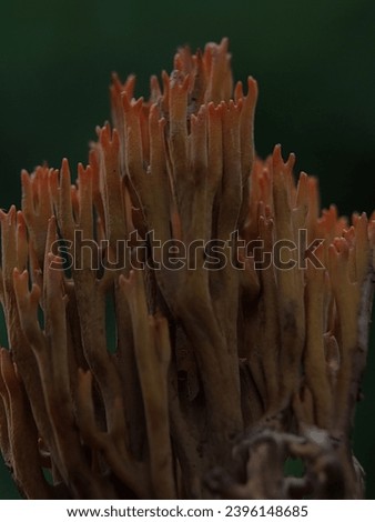 Macro Photography of Ramaria Stricta. Ramaria stricta, commonly known as the strict-branch coral is a coral fungus of the genus Ramaria. Royalty-Free Stock Photo #2396148685