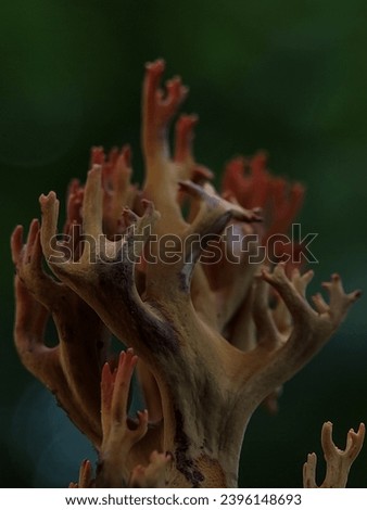 Macro Photography of Ramaria Stricta. Ramaria stricta, commonly known as the strict-branch coral is a coral fungus of the genus Ramaria. Royalty-Free Stock Photo #2396148693