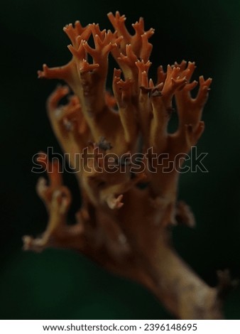 Macro Photography of Ramaria Stricta. Ramaria stricta, commonly known as the strict-branch coral is a coral fungus of the genus Ramaria. Royalty-Free Stock Photo #2396148695