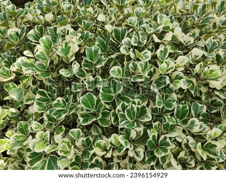 Ficus deltoidea Jack f. Variegata, commonly known as Mistletoe fig, is a bright green foliage plant with white edges and a beautiful auspicious plant that is popularly used to decorate houses or shops