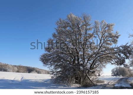 Snow in the sun on the nature of the Schwäbische Alb