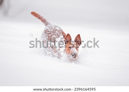Beautiful irish terrier playing outdoor in the snow, winter mood and blurred background