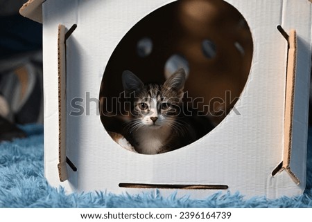 Ocicat kitten in a cardboard box and looking directly at the camera. High quality photo