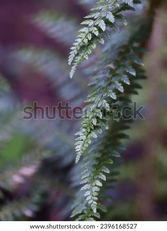 Close-up abstract photograph of fern leaves
