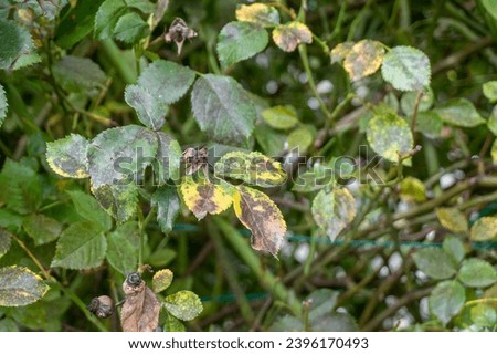 Roses fungal disease Diplocarpon rosae. Black spots on yellow rose leaves.