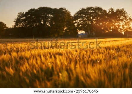 Barley field during the sunset in gloden hour. Filed of almost riped cereals dedicated to make brewer's draff  for beer production before harvest in the Norway. Picture is taken in hot sunny evening.