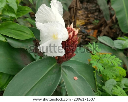 pacing tawar (costus speciosus) garden decoration and medicinal properties