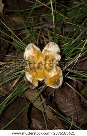 young chestnut hedgehog open decaying in the middle of the forest forest ecosystem