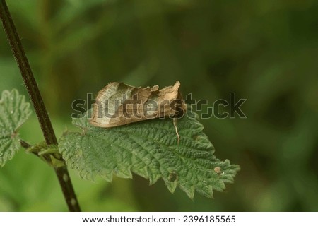 Natural detailed closeup on the colorful burnished brass owlet moth, Diachrysia chrysitis sitting in the vegetation Royalty-Free Stock Photo #2396185565