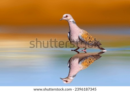 The turtle dove came to drink water. Colorful nature background. European Turtle Dove. Streptopelia turtur.