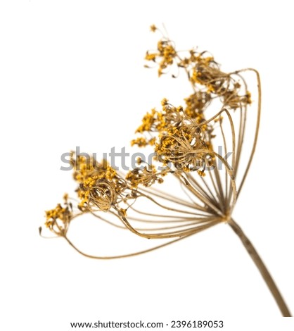Dry dill isolated on white background. Detail for design. Design elements. Macro. Background for business cards, postcards and posters.
