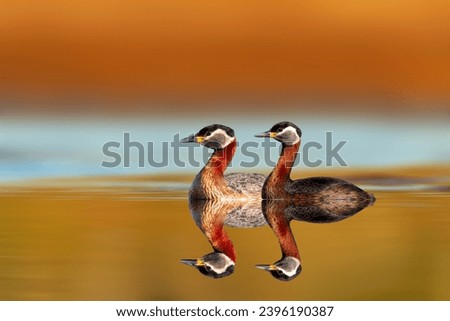 An aquatic bird captured by its reflection in the water. Red necked Grebe. Podiceps grisegena. Colorful nature background. 