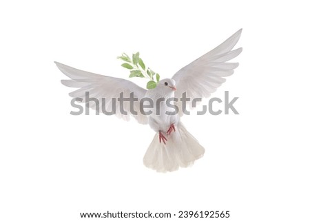 white dove in flight on a white background with an olive branch Royalty-Free Stock Photo #2396192565