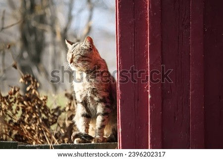 Domestic cat on the threshold of rural house. Friendly pet's portrait.