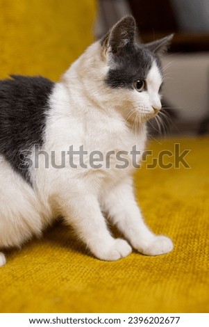 Cats on coloured backgrounds, cats playing