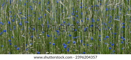 Cornfield And Colorful Flower Meadow With Cornflower And Marguerite