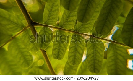 Close-up of tree leaves nature photography 