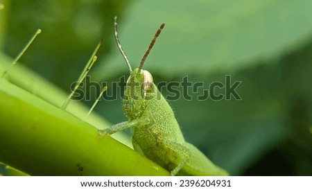 Green grasshopper Close-up picture Nature photography 