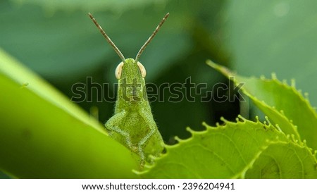 Green grasshopper Close-up picture Nature photography 