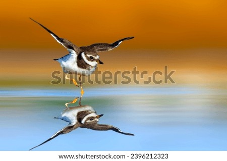 Cute little shorebird. Colorful nature background. Common Ringed Plover. Charadrius hiaticula. Royalty-Free Stock Photo #2396212323