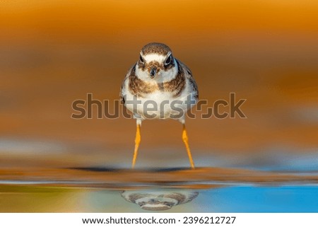 Cute little shorebird. Colorful nature background. Common Ringed Plover. Charadrius hiaticula. Royalty-Free Stock Photo #2396212727