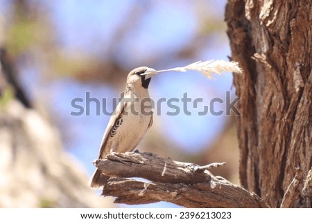 Sociable Weaver (Philetairus socius) with straw to build communal nest, Kalahari, South Africa