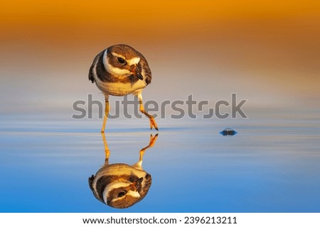 Cute little shorebird. Colorful nature background. Common Ringed Plover. Charadrius hiaticula. Royalty-Free Stock Photo #2396213211