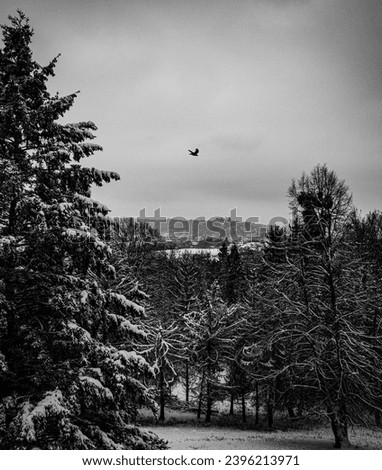 Winter picture in black and white.  A bird flies in the sky between the snow-covered trees