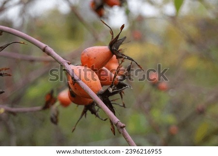 Rosehips - hips, fruits, berries of the Dog rose, Rosa canina - on a bush after the rain in the autumn - 2 - Vilnius, October 2023