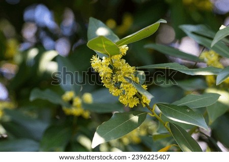 The laurel is noble with yellow flowers in spring. Greek laurel or sweet real laurel is a fragrant evergreen tree or a large shrub with green leaves. Royalty-Free Stock Photo #2396225407
