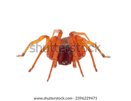 Woodlouse spider isolated on white background, Dysdera crocata