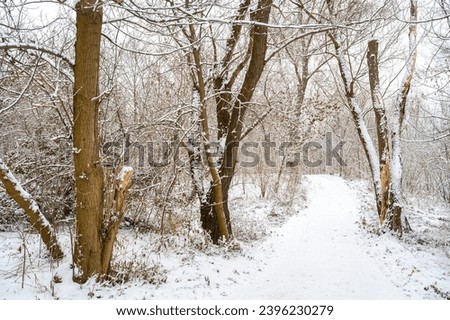 Snow-covered trees, cloudy day, snowy landscape