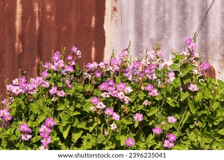small pink flower with zinc rust background