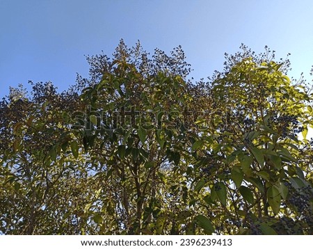 Ligustrum japonicum thumb (Waxleaf privet or Japanese privet) and purple berries. On a blue sky background. Royalty-Free Stock Photo #2396239413