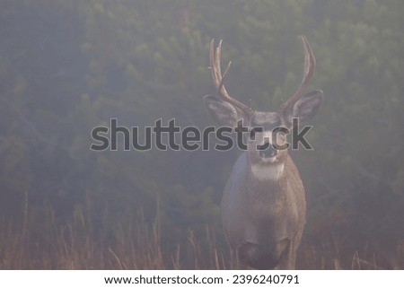 Mule deer (Odocoileus hemionus) buck looking at camera on a foggy morning in Grand Teton National Park during fall