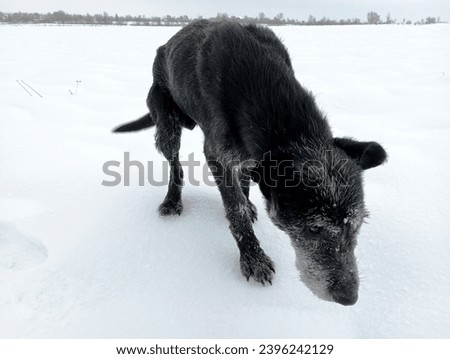 An old tired black stray dog in a field covered with a thick layer of white cold snow. Homeless animals in nature.