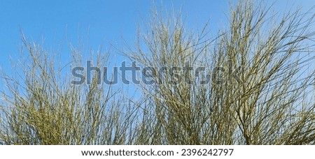 Grass picture with sky background 