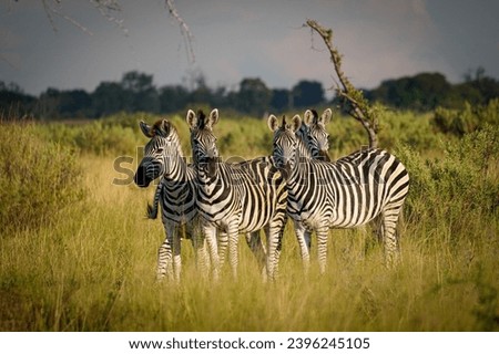Striped Majesty: Zebras in Botswana Safari